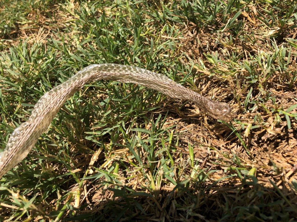 Dayton snake skin